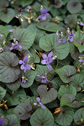 Wood Violet (Viola odorata) at Echter's Nursery & Garden Center