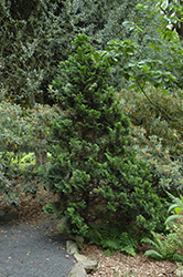 Nana Dwarf Hinoki Falsecypress (Chamaecyparis obtusa 'Nana') at Echter's Nursery & Garden Center