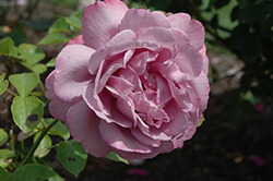 Heirloom Rose (Rosa 'Heirloom') at Echter's Nursery & Garden Center