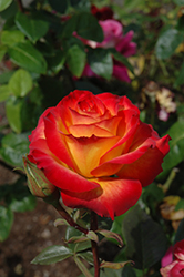 Perfect Moment Rose (Rosa 'KORwilma') at Echter's Nursery & Garden Center