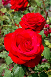 Olympiad Rose (Rosa 'Olympiad') at Echter's Nursery & Garden Center