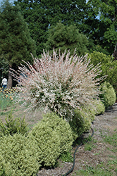 Tricolor Willow (tree form) (Salix integra 'Hakuro Nishiki (tree form)') at Echter's Nursery & Garden Center