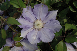 H.F. Young Clematis (Clematis 'H.F. Young') at Echter's Nursery & Garden Center