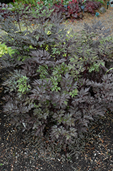 Black Negligee Bugbane (Cimicifuga racemosa 'Black Negligee') at Echter's Nursery & Garden Center