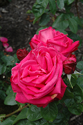 Miss All American Beauty Rose (Rosa 'Miss All American Beauty') at Echter's Nursery & Garden Center