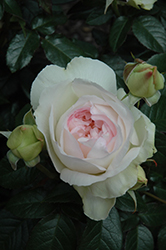 Bolero Rose (Rosa 'Meidelweis') at Echter's Nursery & Garden Center