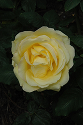 Easy Going Rose (Rosa 'HARflow') at Echter's Nursery & Garden Center
