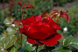 Fire Meidiland Rose (Rosa 'Meipsidue') at Echter's Nursery & Garden Center