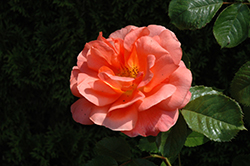 Above All Rose (Rosa 'CHEwesic') at Echter's Nursery & Garden Center