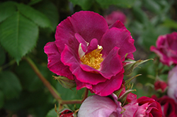 Stormy Weather Rose (Rosa 'ORAfantanov') at Echter's Nursery & Garden Center