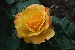 Good As Gold Rose (Rosa 'WEKgobafa') at Echter's Nursery & Garden Center