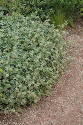 Silver Edged Horehound (Marrubium rotundifolium) at Echter's Nursery & Garden Center