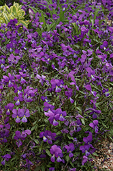 Corsican Pansy (Viola corsica) at Echter's Nursery & Garden Center
