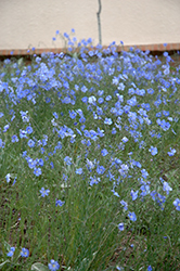 Blue Sapphire Perennial Flax (Linum perenne 'Blue Sapphire') at Echter's Nursery & Garden Center