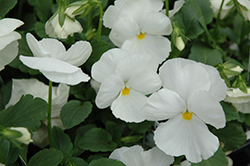 Delta Pure White Pansy (Viola x wittrockiana 'Delta Pure White') at Echter's Nursery & Garden Center