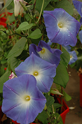 Heavenly Blue Morning Glory (Ipomoea tricolor 'Heavenly Blue') at Echter's Nursery & Garden Center