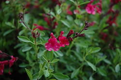 Furman's Red Texas Sage (Salvia greggii 'Furman's Red') at Echter's Nursery & Garden Center