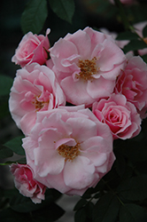 Sweet Sunblaze Rose (Rosa 'Meitonje') at Echter's Nursery & Garden Center
