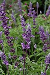 Evolution Violet Salvia (Salvia farinacea 'Evolution Violet') at Echter's Nursery & Garden Center