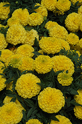 Taishan Yellow Marigold (Tagetes erecta 'Taishan Yellow') at Echter's Nursery & Garden Center