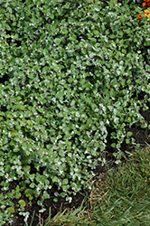 Licorice Splash Licorice Plant (Helichrysum petiolare 'Licorice Splash') at Echter's Nursery & Garden Center