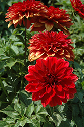 Dahlinova Hypnotica Red Dahlia (Dahlia 'Hypnotica Red') at Echter's Nursery & Garden Center
