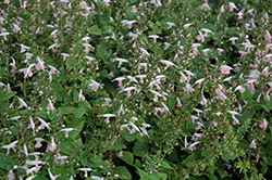 Summer Jewel Pink Sage (Salvia 'Summer Jewel Pink') at Echter's Nursery & Garden Center