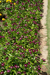 Jams 'N Jellies Blackberry Vinca (Catharanthus roseus 'PAS926830') at Echter's Nursery & Garden Center