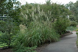 Ravenna Grass (Erianthus ravennae) at Echter's Nursery & Garden Center