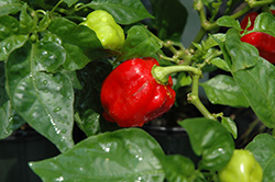 Carolina Reaper Ornamental Pepper (Capsicum chinense 'Carolina Reaper') at Echter's Nursery & Garden Center