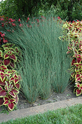 Blue Arrows Rush (Juncus inflexus 'Blue Arrows') at Echter's Nursery & Garden Center