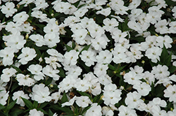 SunPatiens Compact White Impatiens (Impatiens 'SakimP027') at Echter's Nursery & Garden Center