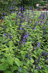 Black & Bloom Sage (Salvia guaranitica 'Black & Bloom') at Echter's Nursery & Garden Center