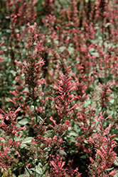 Kudos Coral Hyssop (Agastache 'Kudos Coral') at Echter's Nursery & Garden Center