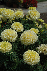 Vanilla Marigold (Tagetes erecta 'Vanilla') at Echter's Nursery & Garden Center
