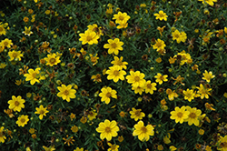 Namid Compact Yellow Bidens (Bidens ferulifolia 'Namid Compact Yellow') at Echter's Nursery & Garden Center