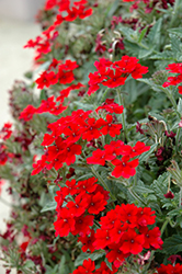 Lascar Dark Red Verbena (Verbena 'Lascar Dark Red') at Echter's Nursery & Garden Center