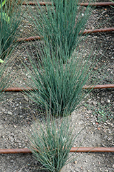 Blue Dart Rush (Juncus tenuis 'Blue Dart') at Echter's Nursery & Garden Center