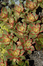 Kiwi Aeonium (Aeonium 'Kiwi') at Echter's Nursery & Garden Center