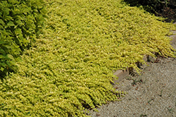 Goldilocks Creeping Jenny (Lysimachia nummularia 'Goldilocks') at Echter's Nursery & Garden Center