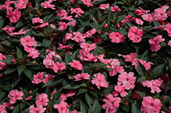SunPatiens Compact Pink New Guinea Impatiens (Impatiens 'SunPatiens Compact Pink') at Echter's Nursery & Garden Center