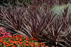 Red Sensation Grass Palm (Cordyline australis 'Red Sensation') at Echter's Nursery & Garden Center