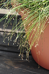 Live Wire Fiber Optic Grass (Isolepis cernua 'Live Wire') at Echter's Nursery & Garden Center