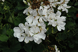 Rocky Mountain White Geranium (Pelargonium 'Rocky Mountain White') at Echter's Nursery & Garden Center