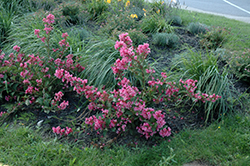 Sonic Bloom Pink Reblooming Weigela (Weigela florida 'Bokrasopin') at Echter's Nursery & Garden Center