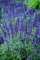 Victoria Blue Salvia (Salvia farinacea 'Victoria Blue') at Echter's Nursery & Garden Center