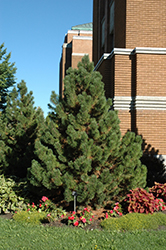 Tannenbaum Mugo Pine (Pinus mugo 'Tannenbaum') at Echter's Nursery & Garden Center
