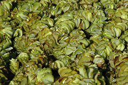 Eared Watermoss (Salvinia auriculata) at Echter's Nursery & Garden Center