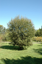Pussy Willow (Salix discolor) at Echter's Nursery & Garden Center