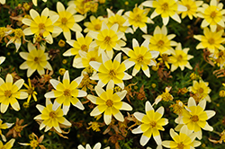 Taka Tuka White and Yellow Center (Bidens ferulifolia 'Taka Tuka White and Yellow') at Echter's Nursery & Garden Center